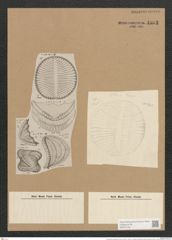Campylodiscus biangulatus Grev. (de-Toni-Nr.: Genus 57, Species 2438) Zeichnungen Sammlung Grunow Nr. 4903 (NHMW-BOT-W0373103)